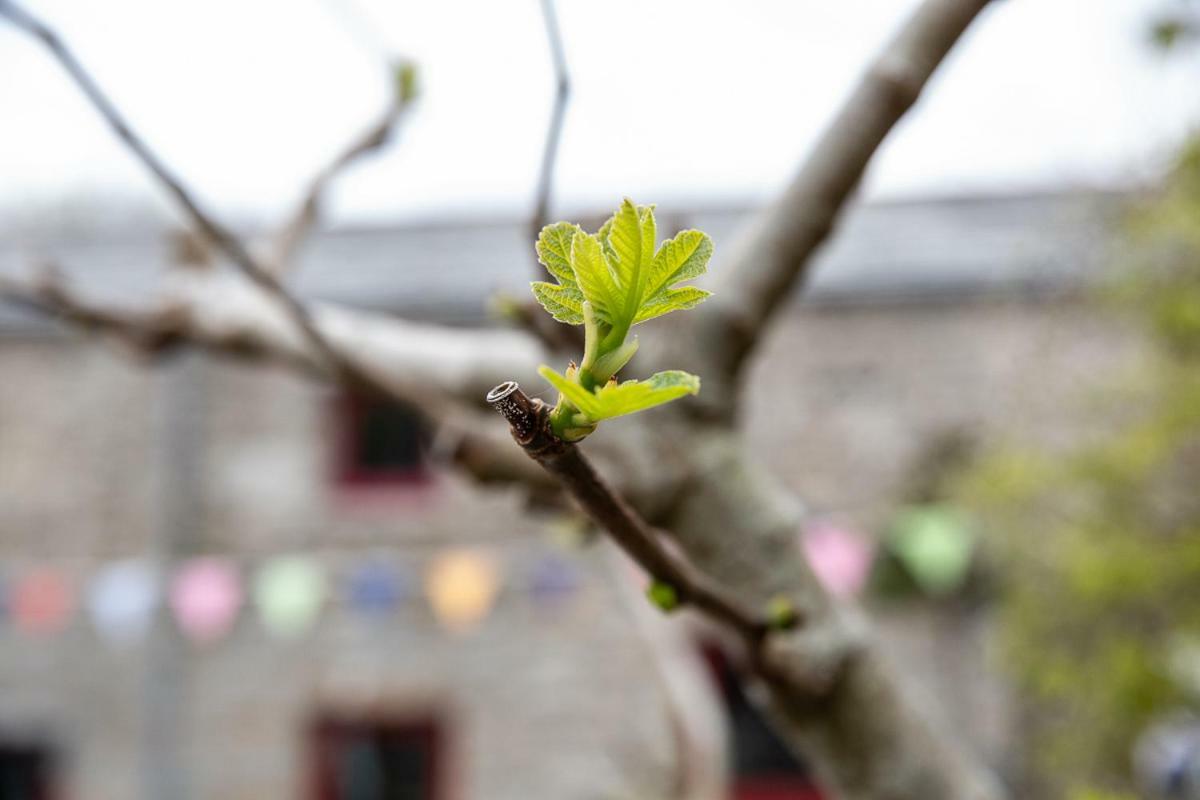 Penwithick Knightor Manor B&B 외부 사진